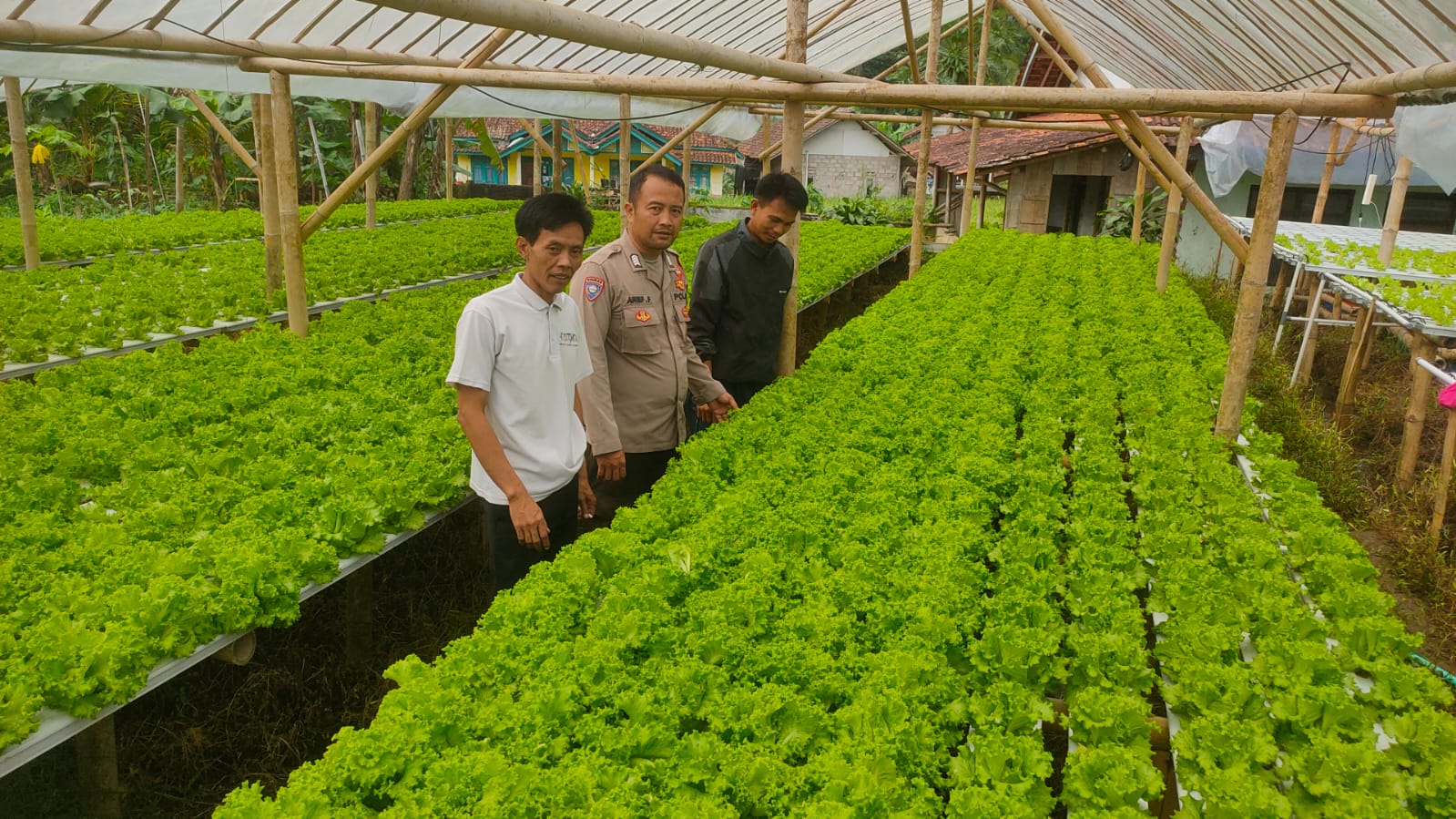 Bhabinkamtibmas Polsek Rajapolah lakukan sambang dan monitoring ketahanan pangan di kebun hidroponik warga